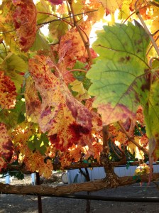 janeiphone pictures 059