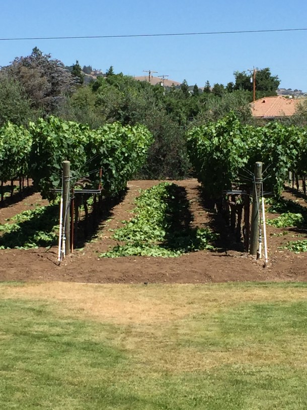Look at that pile. All this just to give the grapes some breathing room.  