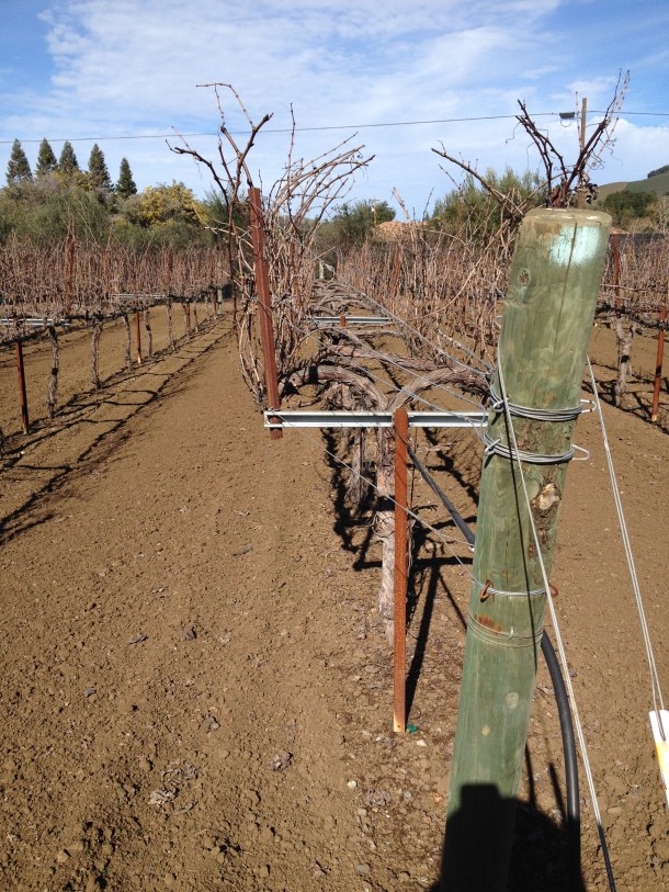 February's tangle of canes.